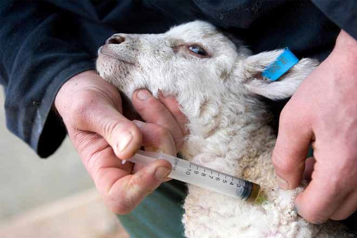 Оспа овец и коз (лат. — Variola ovina; англ. — Sheep pox) — высококонта-гиозная особо опасная болезнь, характеризующаяся лихорадкой и образованием в эпителии кожи и слизистых оболочек папулезно-пустулезных поражений..