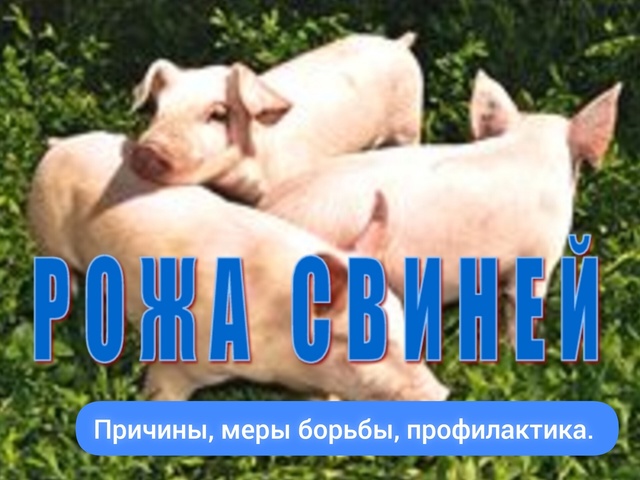 Рожа свиней — инфекционное заболевание, которое может протекать остро или иметь хроническую форму. В острой форме характеризуется заражением крови..