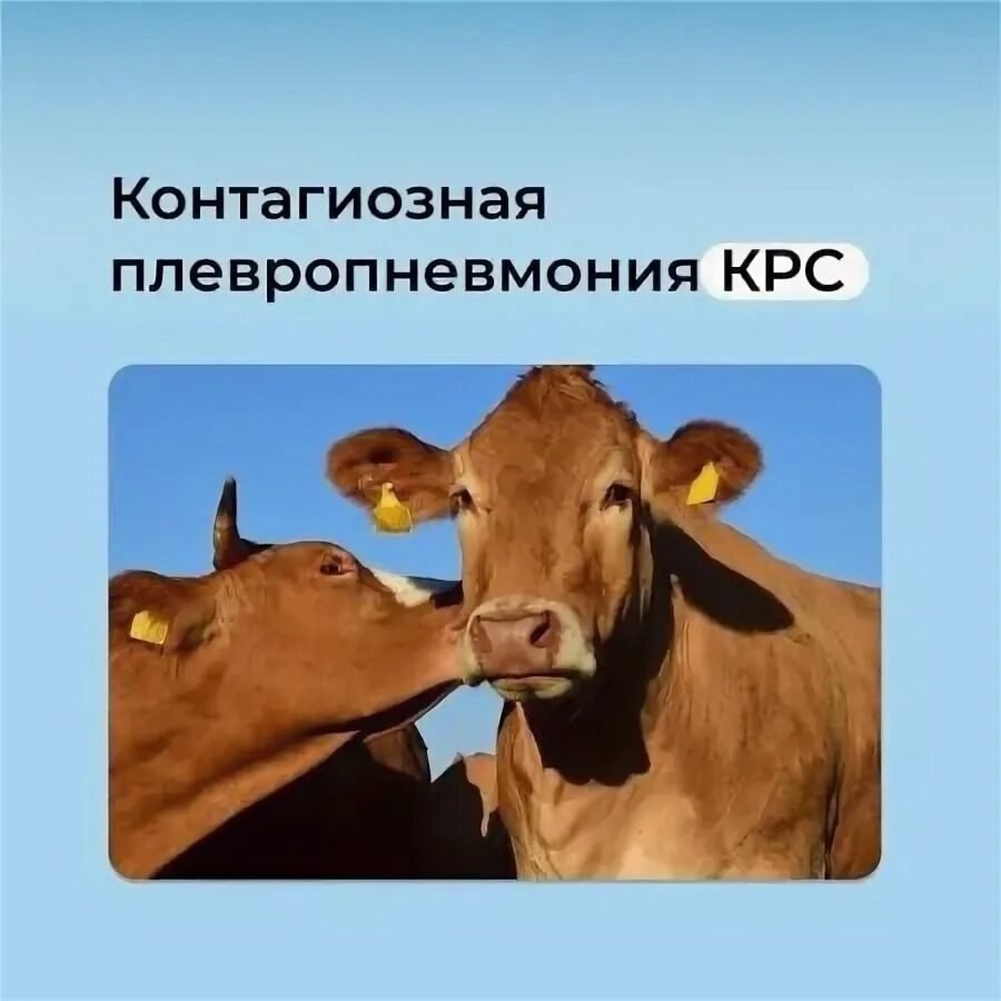 Контагиозная плевропневмония крупного рогатого скота.